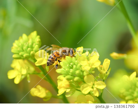 菜の花にミツバチ 138361700