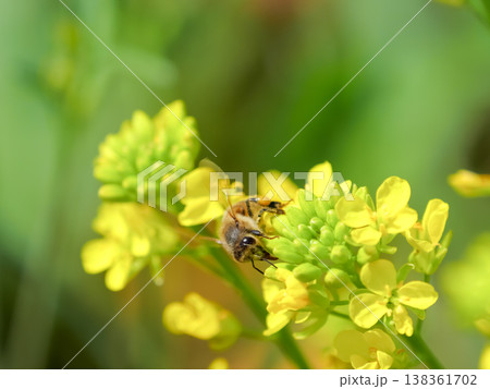 菜の花にミツバチ 菜の花にミツバチ 138361702
