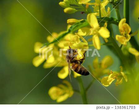 菜の花にミツバチ 138361703