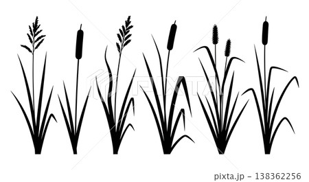 Assortment of Six Tall Grass and Reed Silhouettes on White Background Assortment of Six Tall Grass and Reed Silhouettes on White Background 138362256