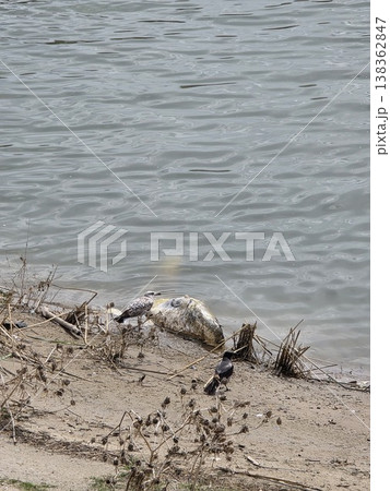 Dead catfish in Arno river florence italy Dead catfish in Arno river florence italy 138362847