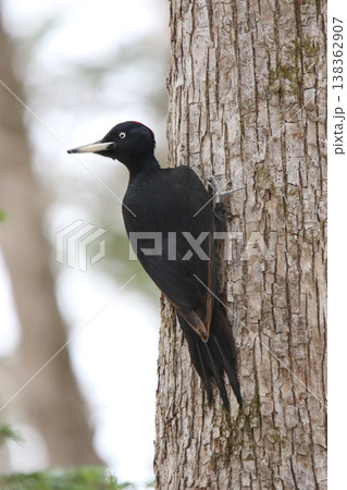 日本最大のキツツキ　クマゲラ　♀　くまげら　熊啄木鳥　北海道野鳥 138362907