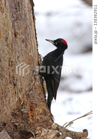 日本最大のキツツキ　クマゲラ　♀　くまげら　熊啄木鳥　北海道野鳥 138362911