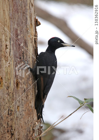 日本最大のキツツキ　クマゲラ　♀　くまげら　熊啄木鳥　北海道野鳥 138362916