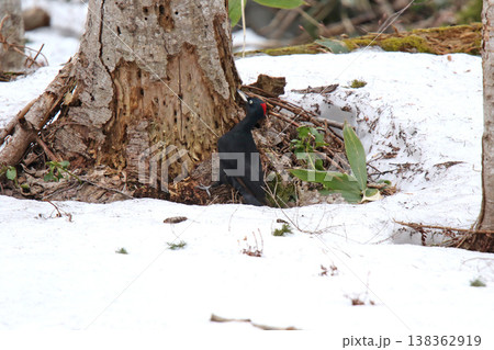 日本最大のキツツキ クマゲラ ♀ くまげら 熊啄木鳥 北海道野鳥 日本最大のキツツキ クマゲラ ♀ くまげら 熊啄木鳥 北海道野鳥 138362919