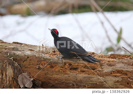 日本最大のキツツキ　クマゲラ　♀　くまげら　熊啄木鳥　北海道野鳥 138362926