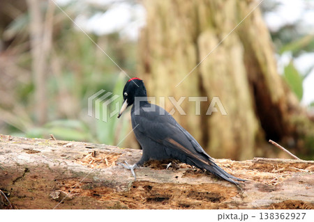 日本最大のキツツキ　クマゲラ　♀　くまげら　熊啄木鳥　北海道野鳥 138362927
