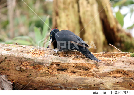 日本最大のキツツキ　クマゲラ　♀　くまげら　熊啄木鳥　北海道野鳥 138362929