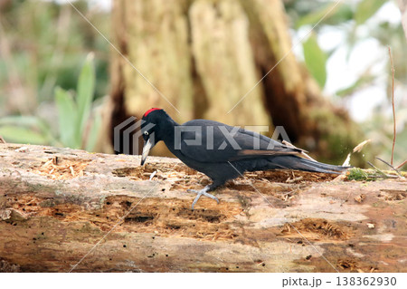 日本最大のキツツキ　クマゲラ　♀　くまげら　熊啄木鳥　北海道野鳥 138362930