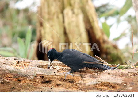日本最大のキツツキ　クマゲラ　♀　くまげら　熊啄木鳥　北海道野鳥 138362931