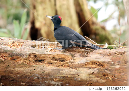 日本最大のキツツキ　クマゲラ　♀　くまげら　熊啄木鳥　北海道野鳥 138362932