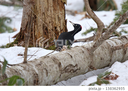 日本最大のキツツキ　クマゲラ　♀　くまげら　熊啄木鳥　北海道野鳥 138362935