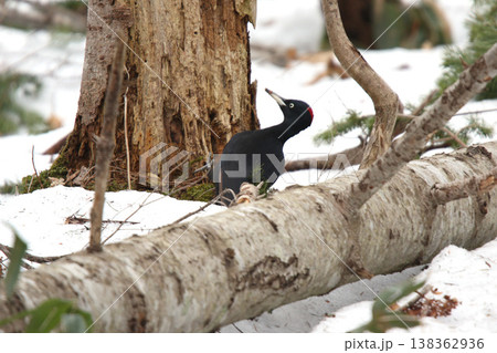 日本最大のキツツキ クマゲラ ♀ くまげら 熊啄木鳥 北海道野鳥 日本最大のキツツキ クマゲラ ♀ くまげら 熊啄木鳥 北海道野鳥 138362936