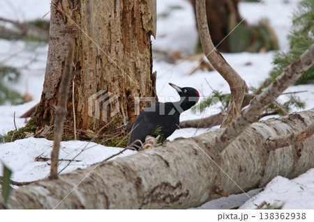 日本最大のキツツキ　クマゲラ　♀　くまげら　熊啄木鳥　北海道野鳥 138362938