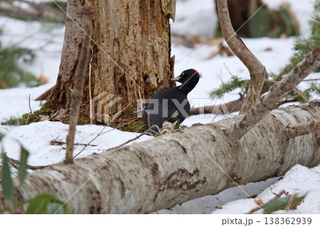 日本最大のキツツキ クマゲラ ♀ くまげら 熊啄木鳥 北海道野鳥 日本最大のキツツキ クマゲラ ♀ くまげら 熊啄木鳥 北海道野鳥 138362939