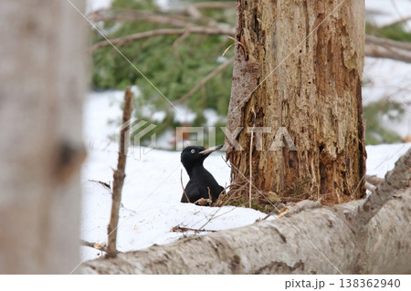 日本最大のキツツキ クマゲラ ♀ くまげら 熊啄木鳥 北海道野鳥 日本最大のキツツキ クマゲラ ♀ くまげら 熊啄木鳥 北海道野鳥 138362940