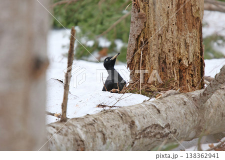 日本最大のキツツキ クマゲラ ♀ くまげら 熊啄木鳥 北海道野鳥 日本最大のキツツキ クマゲラ ♀ くまげら 熊啄木鳥 北海道野鳥 138362941