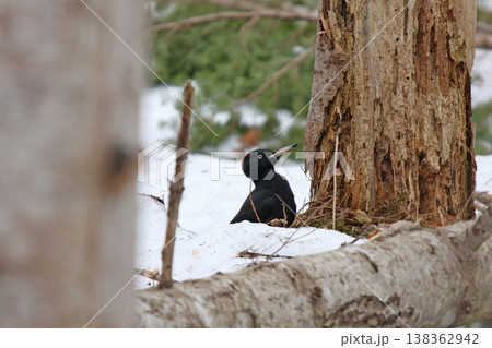 日本最大のキツツキ　クマゲラ　♀　くまげら　熊啄木鳥　北海道野鳥 138362942