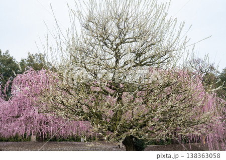 ピンク色の満開しだれ梅　日本の庭園風景 138363058