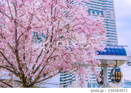 日本の横浜都市景観3月27日。エアキャビンの桜木町駅や横浜ランドマークタワー、満開の桜などを望む 日本の横浜都市景観3月27日。エアキャビンの桜木町駅や横浜ランドマークタワー、満開の桜などを望む 138363071