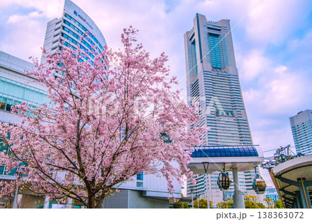 日本の横浜都市景観3月27日。エアキャビンの桜木町駅や横浜ランドマークタワー、満開の桜などを望む 日本の横浜都市景観3月27日。エアキャビンの桜木町駅や横浜ランドマークタワー、満開の桜などを望む 138363072