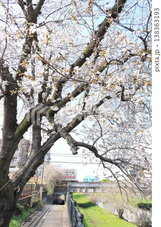 野川の桜と京王線 138363193