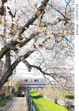 野川の桜と京王線 野川の桜と京王線 138363194