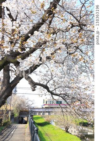野川の桜と京王線 138363196