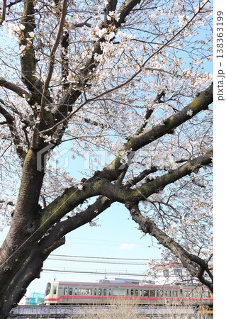 野川の桜と京王線 138363199
