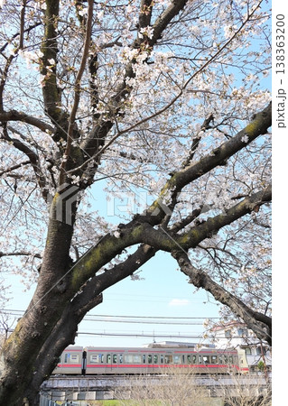 野川の桜と京王線 野川の桜と京王線 138363200
