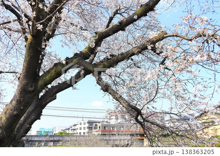 野川の桜と京王線 138363205
