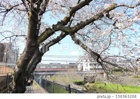 野川の桜と京王線 野川の桜と京王線 138363208