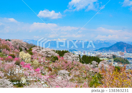 春爛漫の花見山、色鮮やかな桜と花々が山を彩る桃源郷のパノラマ風景 138363231