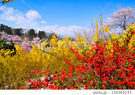 春爛漫の花見山、色鮮やかな桜と花々が山を彩る桃源郷のパノラマ風景 138363233
