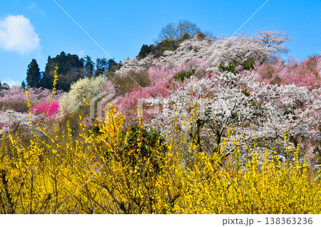 春爛漫の花見山、色鮮やかな桜と花々が山を彩る桃源郷のパノラマ風景 春爛漫の花見山、色鮮やかな桜と花々が山を彩る桃源郷のパノラマ風景 138363236