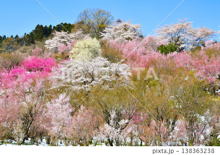 春爛漫の花見山、色鮮やかな桜と花々が山を彩る桃源郷のパノラマ風景 春爛漫の花見山、色鮮やかな桜と花々が山を彩る桃源郷のパノラマ風景 138363238