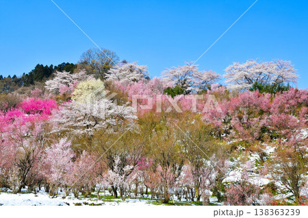 春爛漫の花見山、色鮮やかな桜と花々が山を彩る桃源郷のパノラマ風景 138363239