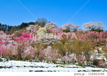 春爛漫の花見山、色鮮やかな桜と花々が山を彩る桃源郷のパノラマ風景 春爛漫の花見山、色鮮やかな桜と花々が山を彩る桃源郷のパノラマ風景 138363240