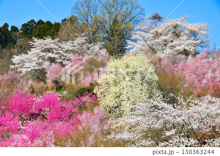 春爛漫の花見山、色鮮やかな桜と花々が山を彩る桃源郷のパノラマ風景 春爛漫の花見山、色鮮やかな桜と花々が山を彩る桃源郷のパノラマ風景 138363244