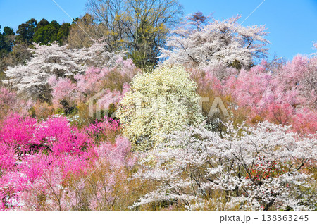 春爛漫の花見山、色鮮やかな桜と花々が山を彩る桃源郷のパノラマ風景 138363245