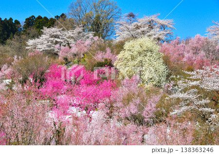 春爛漫の花見山、色鮮やかな桜と花々が山を彩る桃源郷のパノラマ風景 春爛漫の花見山、色鮮やかな桜と花々が山を彩る桃源郷のパノラマ風景 138363246
