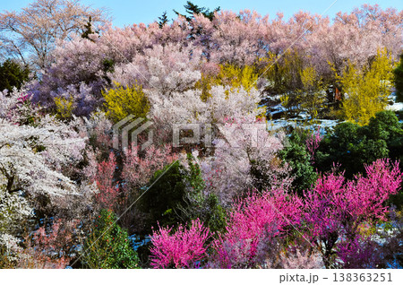 春爛漫の花見山、色鮮やかな桜と花々が山を彩る桃源郷のパノラマ風景 春爛漫の花見山、色鮮やかな桜と花々が山を彩る桃源郷のパノラマ風景 138363251