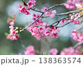 柔らかな自然光に包まれた寒緋桜の花 138363574