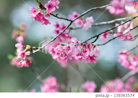 柔らかな自然光に包まれた寒緋桜の花 柔らかな自然光に包まれた寒緋桜の花 138363574