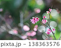 玉ボケに包まれた柔らかな寒緋桜の花 138363576