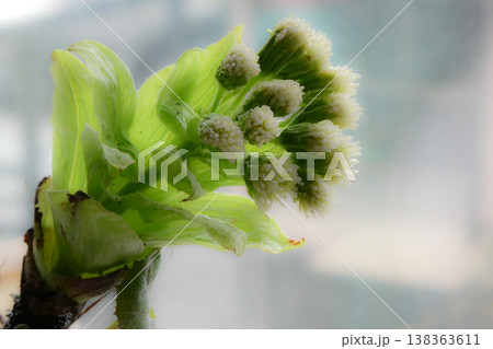 フキノトウの雄花は黄色ぽくちいさい花が球状に詰まっている 138363611