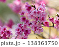 やわらかなボケに包まれた寒緋桜のクローズアップ 138363750