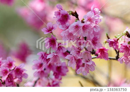 やわらかなボケに包まれた寒緋桜のクローズアップ やわらかなボケに包まれた寒緋桜のクローズアップ 138363750