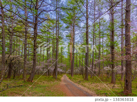 富士山麓に春を告げる、新緑の遊歩道沿いに可憐に咲き誇る富士桜の群生風景 138363818