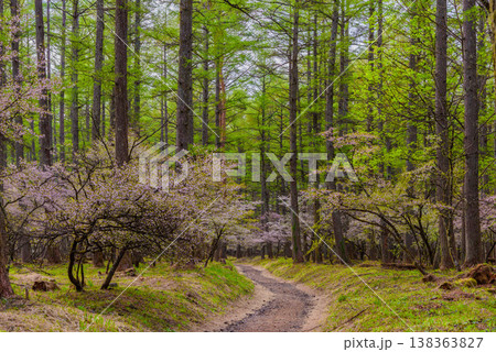 富士山麓に春を告げる、新緑の遊歩道沿いに可憐に咲き誇る富士桜の群生風景 138363827